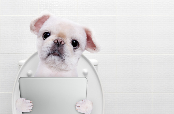Σκυλί με ένα tablet pc σε μια τουαλέτα. - Φωτογραφία, εικόνα