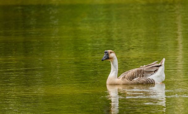 Grey Goose swimming in a large pond. - Photo, Image