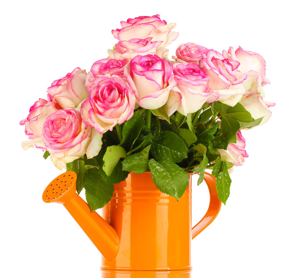 beautiful bouquet of pink roses in watering can, isolated on white - 写真・画像
