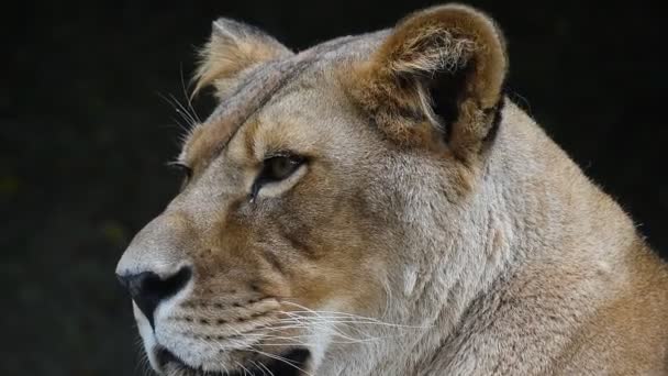 Εσωτερικη πορτρέτο της αφρικανική λιονταρίνα, θηλυκό λιοντάρι - Πλάνα, βίντεο
