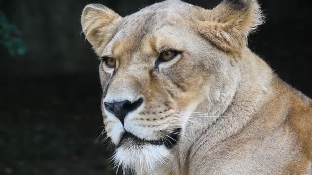 Close up retrato de leoa africana, leão fêmea
 - Filmagem, Vídeo