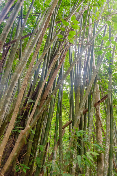 selva de bambu na Tailândia
 - Foto, Imagem