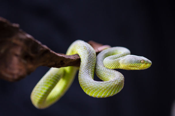 Fechar Amarelo-lipped Green Pit Viper serpente
 - Foto, Imagem