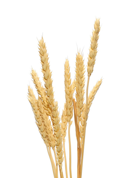  wheat grain isolated on white background, with clipping path - Photo, Image