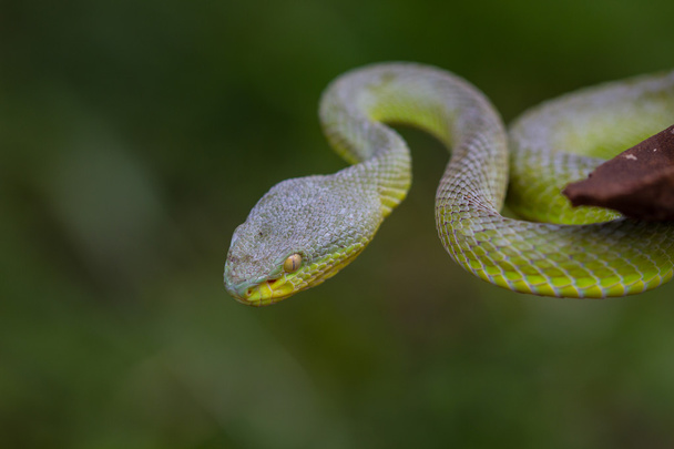 Крупним планом жовтий губи Viper зелений яму змія - Фото, зображення