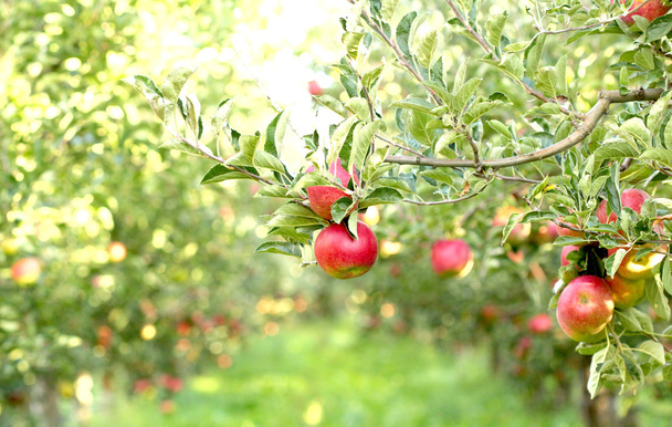 manzanas maduras en huerto listas para cosechar
 - Foto, Imagen