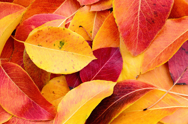 Цветное фоновое изображение опавших осенних листьев идеально подходит для сезонного использования - Фото, изображение