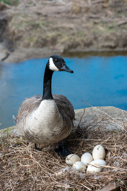 Ganso selvagem do Canadá incubando ovos perto do córrego na época de reprodução
.    - Foto, Imagem