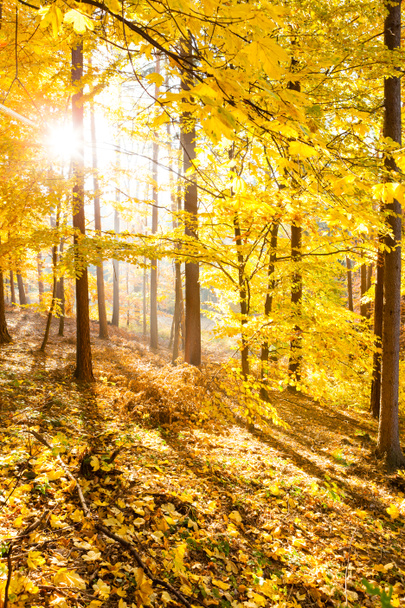 Autumn forest inspirational landscape, fall scenery. - Zdjęcie, obraz