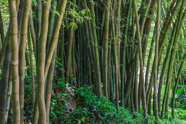 Bamboo Forest - Botanic Garden Rio de Janeiro, Brazil - Фото, изображение