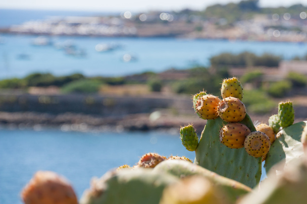 prickly pears grown up by the sea - Photo, Image