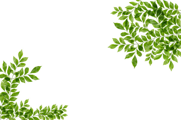 Зеленые листья рамка изолированы на белом фоне - Фото, изображение