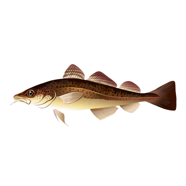 Codfish, Isolated Illustration - Foto, afbeelding