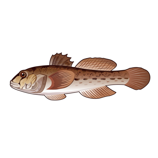 Goby, Isolated Illustration - Foto, afbeelding
