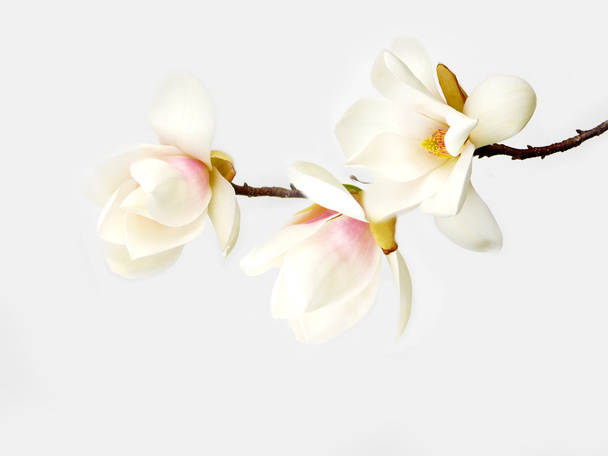 schöne weiße Magnolienblüte auf weißem Hintergrund - Foto, Bild