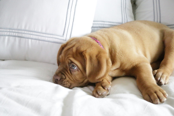 French Mastiff puppy on bed - Photo, Image