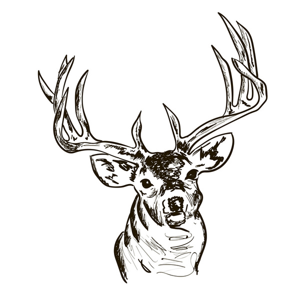 a deer vector portrait - Vector, Image