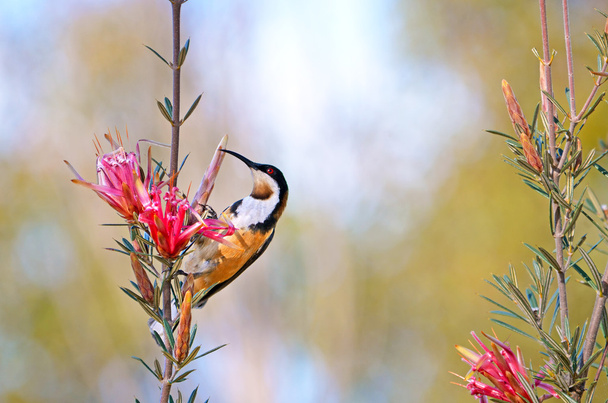 Австралійський рідні Східної Spinebill харчуються нектаром від гори диявол квітка - Фото, зображення