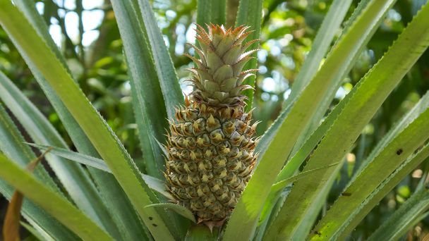 Pineapple plant field in rubber garden - Photo, Image