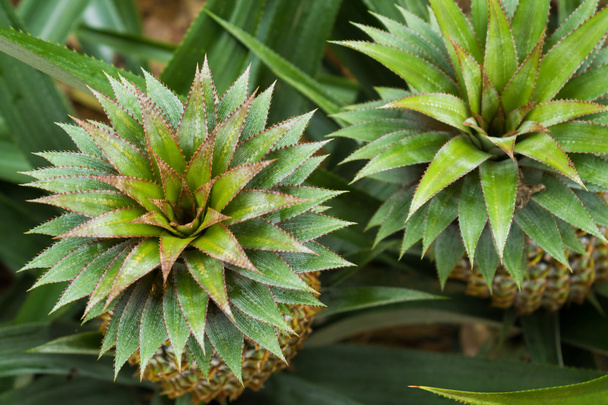 Pineapple plant field in rubber garden - Photo, Image