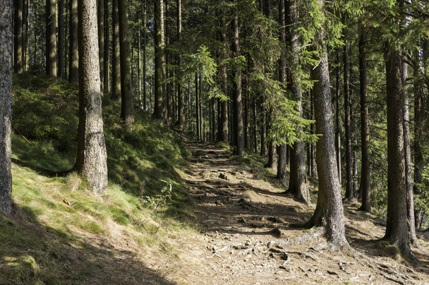 walking into the forest - Fotoğraf, Görsel
