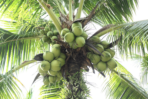 Clúster de coco más cercano en árbol
 - Foto, Imagen
