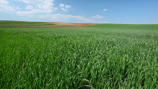 pšeničné pole - Záběry, video