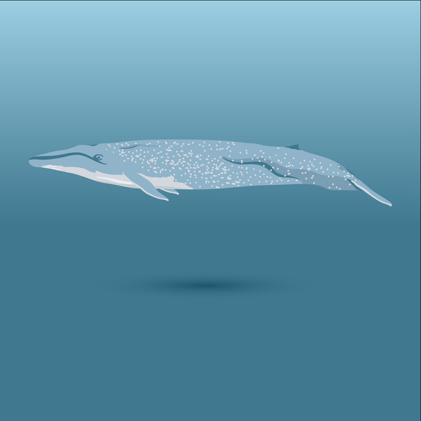 синій кит Векторна реалістична плоска ілюстрація
 - Вектор, зображення