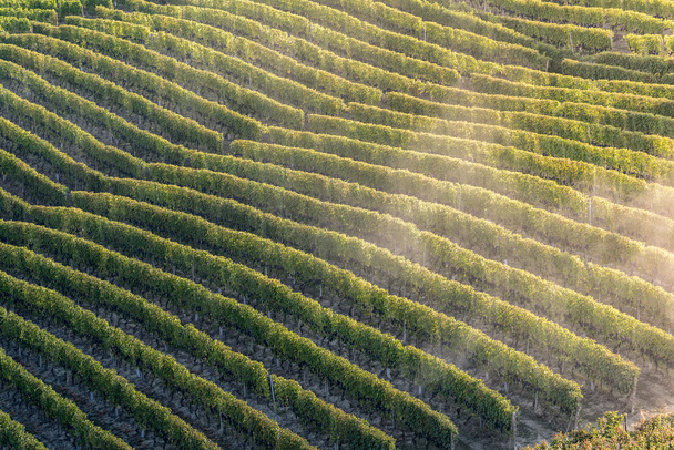 Zachód słońca na włoski wzgórza regionu o nazwie langhe z dojrzałych grapewine  - Zdjęcie, obraz