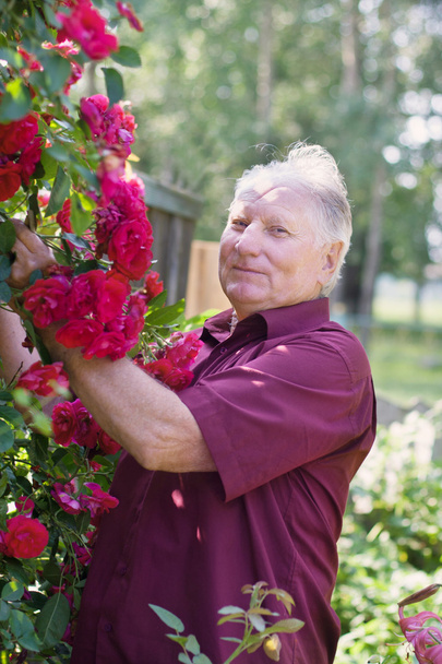 Alte Männer mit Rose im Garten - Foto, Bild