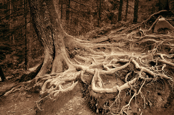 Misteriose radici di vecchio abete rosso nella foresta. Foto d'arte in seppia
 - Foto, immagini