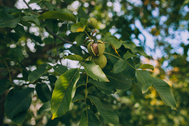 ripe Walnuts on tree branch   - Φωτογραφία, εικόνα