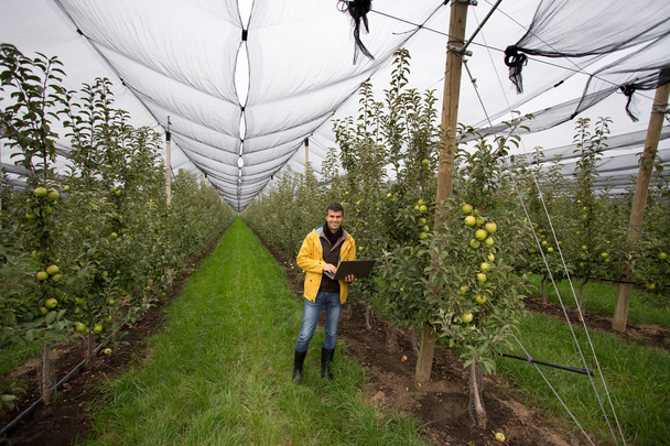 Engineer in orchard - Photo, Image
