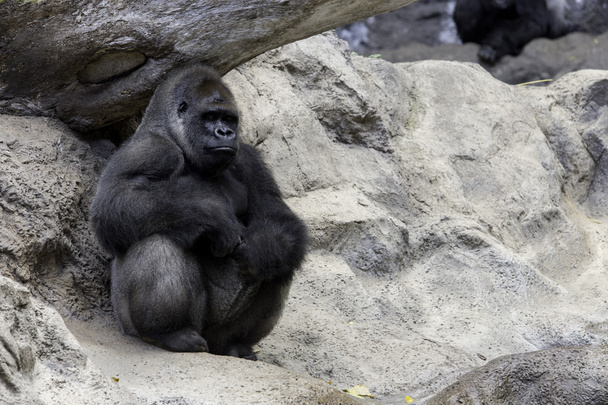 Gran zoológico de gorila
 - Foto, imagen