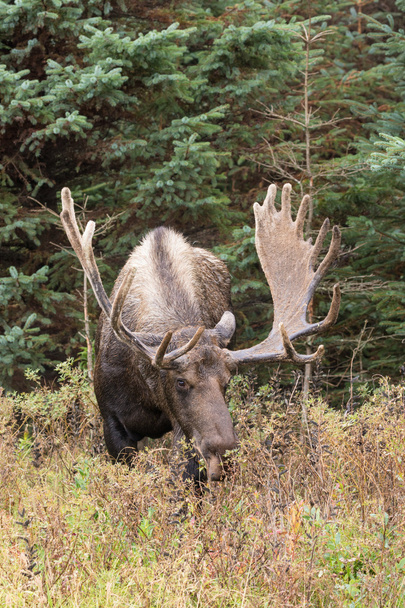Moose Bull Alaska-yukon
 - Photo, image