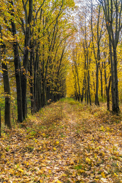 Осенний пейзаж с кленовым лесом и опавшими листьями
 - Фото, изображение