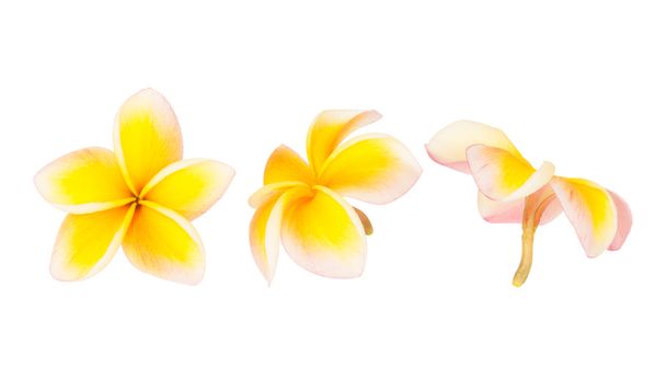 λουλούδι frangipani απομονωμένο στο λευκό φόντο - Φωτογραφία, εικόνα