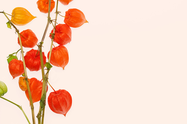 Πάπρικα φυτά ή φυτά κινεζικού φαναριού - στα λατινικά γλυκό alyssum - στον κλάδο. Προβολή closeup Physalis εγκαταστάσεων - Φωτογραφία, εικόνα