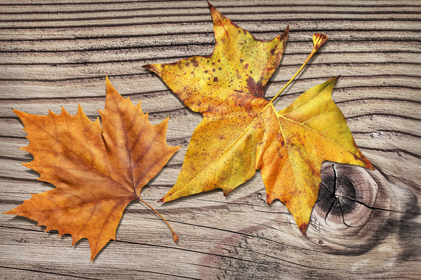 Dray esdoorn bladeren op oude gevlochten verweerde gebarsten grenen hout rustieke achtergrond - Foto, afbeelding