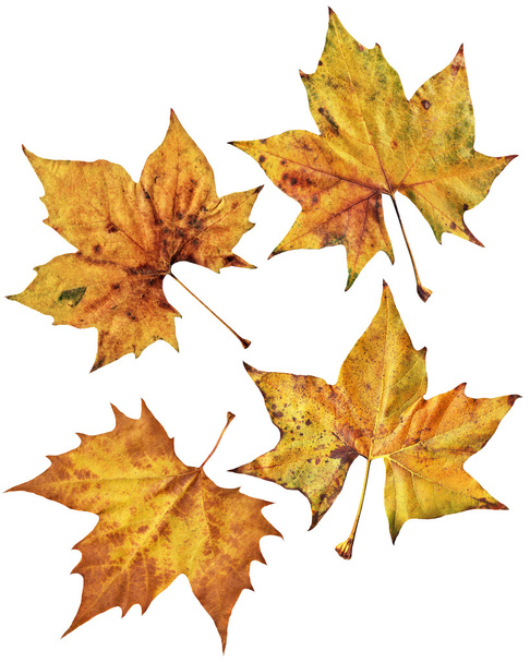 Dry Maple Leaves Isolated On White Background - Photo, Image