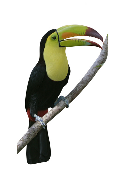 Keel-billed toucan, Ramphastos sulfuratus - Photo, Image