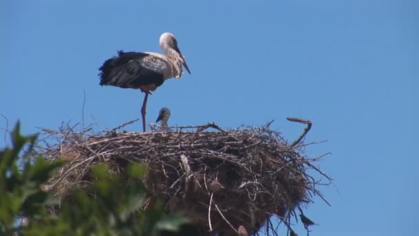 Stork standing in the nest - Footage, Video