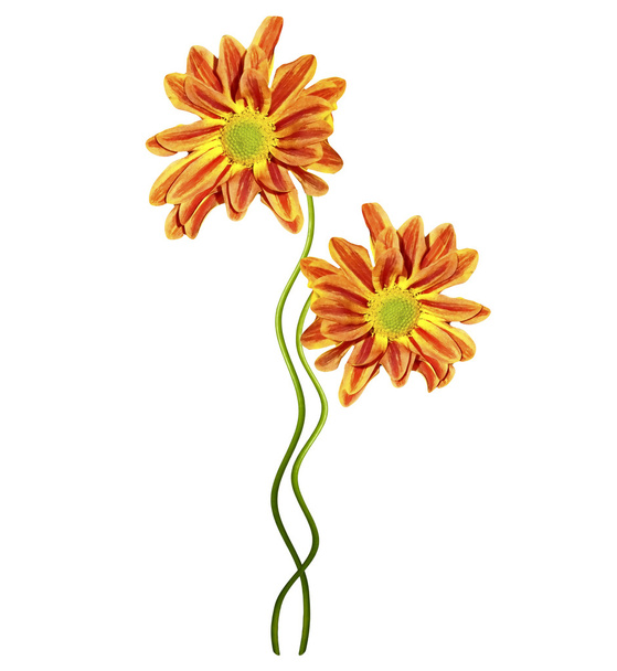 Otoño hermosas flores de crisantemo de colores aislados en whit
 - Foto, imagen
