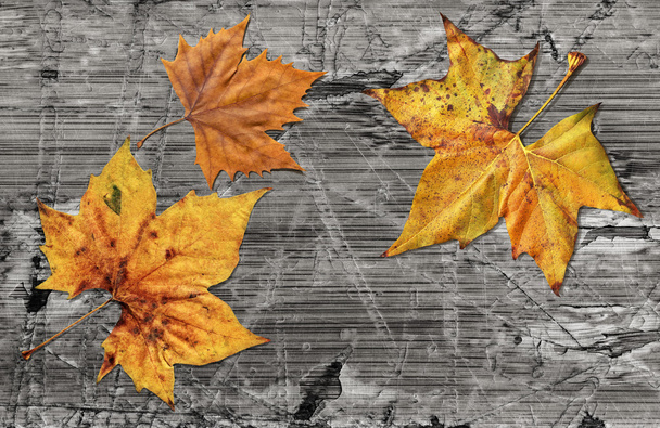 Dray esdoorn bladeren op oude gevlochten verweerde gebarsten hout rustieke achtergrond - Foto, afbeelding