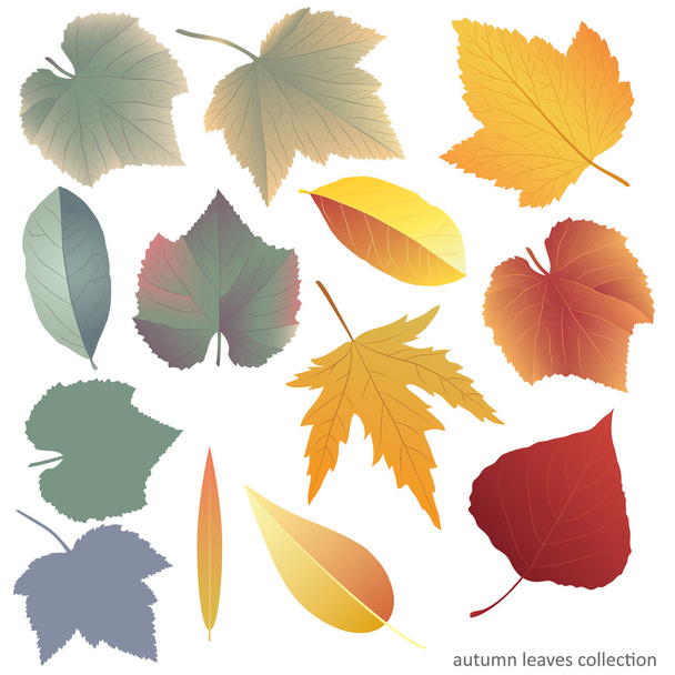 Vektorillustration mit bunten Blättern - Vektor, Bild