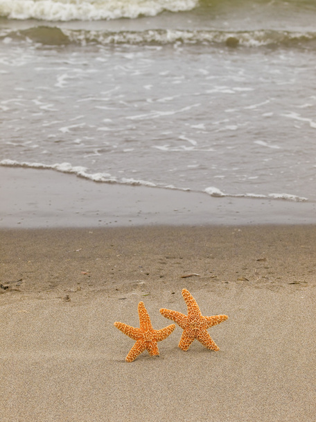 Duas estrelas do mar na costa com ondas
 - Foto, Imagem