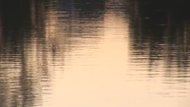 oppervlakte van het water bij zonsondergang - Video