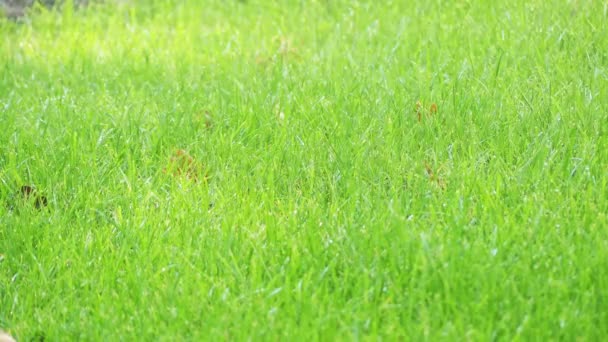 es regnet im Sommer sintflutartig auf dem Hintergrund des grünen Rasens. - Filmmaterial, Video
