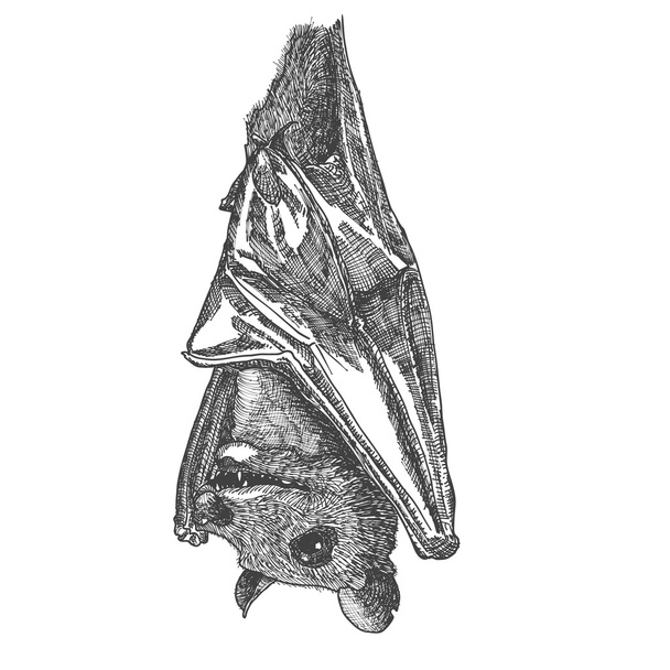 Stylized hand drawing bat sketch - Vektor, kép