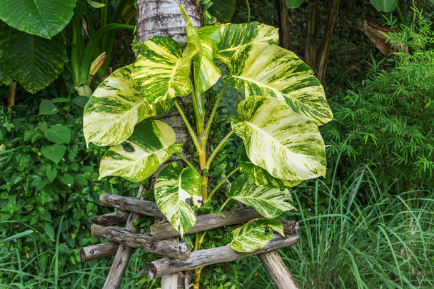 Devil's ivy ingericht op kokosnoot boom - Foto, afbeelding